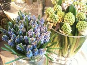 Muscari og hyacinther