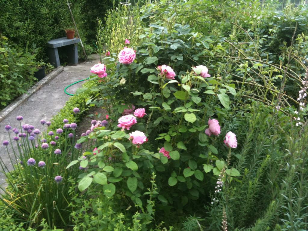 Lyserød rose i rosenhaven