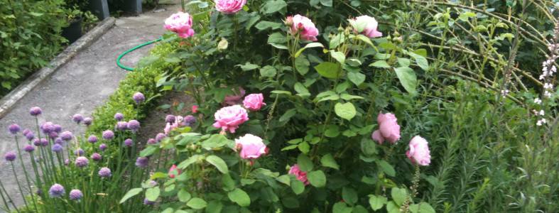 Blomsterne i min have., Lyserød rose i rosenhaven