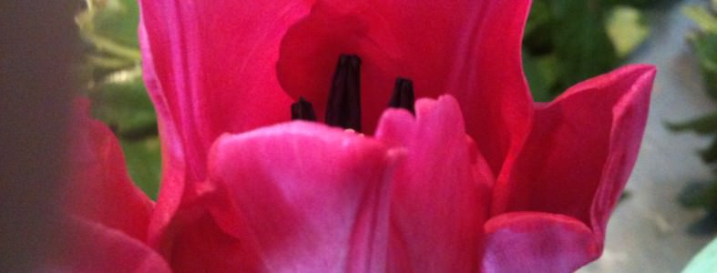 Jeg bager fastelavns boller imens jeg venter og venter……. Pink Tulipan