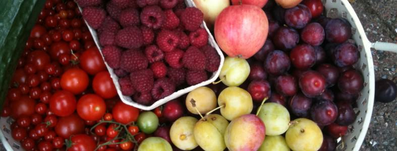 Havens Dag på søndag d. 11 september. kl. 10-17 Dagens høst fra haven