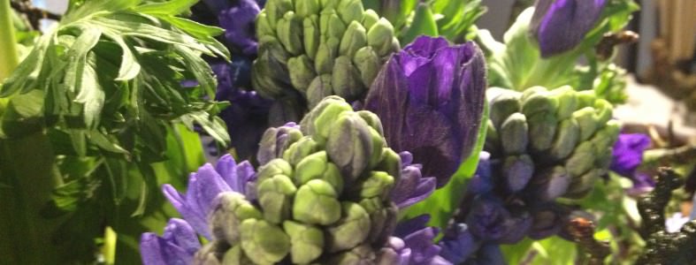 Åbningstider imellem jul og nytår. Hyacinther og franske anemoner